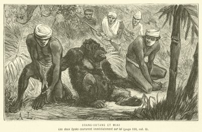Orangután y Mias de French School