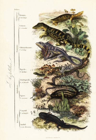 Órdenes de reptiles: vulnerable tortuga de caparazón blando india, Nilssonia gangetica, caimán de anteojos, Caiman crocodilus, lagarto de cuello frillado, Chlamydosaurus kingii, pie escamoso común, Pygopus lepidopodus, lagarto de cristal europeo, Pseudopus de French School
