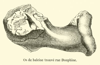 Huesos de ballena encontrados en la rue Dauphine de French School
