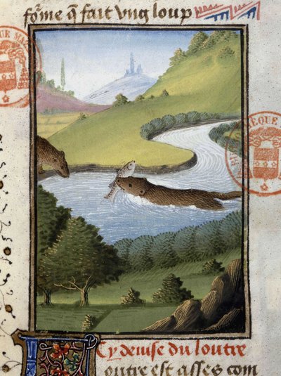 Nutria - en "Libro de Caza de Gaston Phoebus, Conde de Foix, Señor de Béarn" de French School
