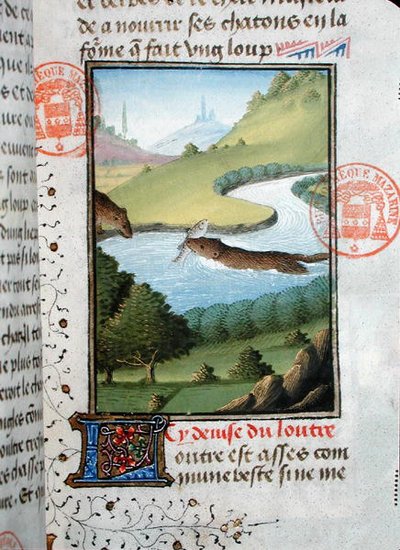 Nutria atrapando un pez, del Livre de la Chasse por Gaston Phebus de Foix (1331-91) de French School