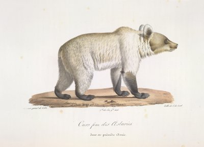 Oso hembra asturiano. Oso pardo español hembra, de Historia natural de los mamíferos (litografia en color) de French School