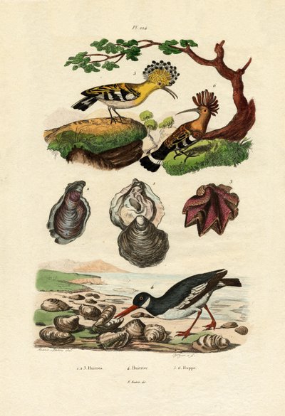 Ostras, 1833-39 de French School