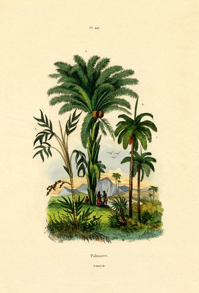 Palmeras de French School