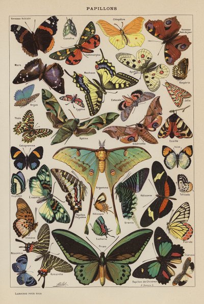 Mariposas (litografía en color) de French School