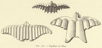 Mariposas de Plinio de French School