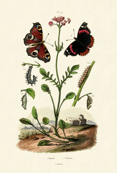 Mariposa pavo real de French School