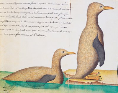Pingüinos, Estrecho de Magallanes, acuarela del libro de bitácora de Jacques Gouin de Beauchesne (1652-1730), capitán de la Compagnie royale de la Mer du Sud, de 1698 a 1701, Francia de French School
