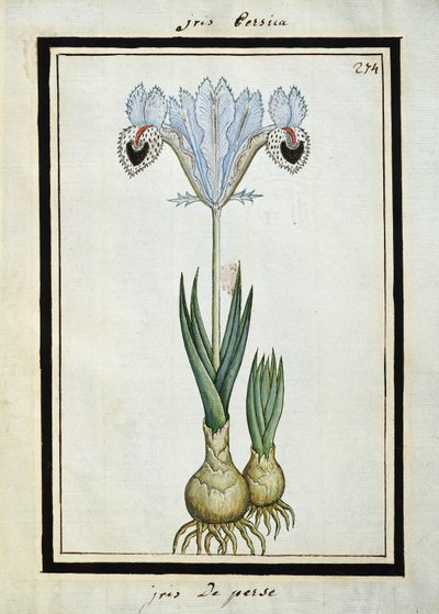 Iris persa, c.1700 de French School