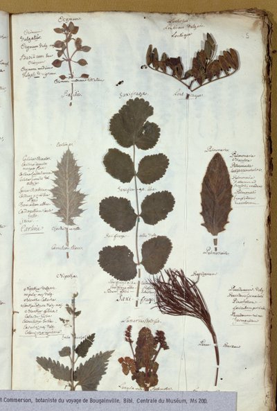 Herbario de Philibert Commersons (1727-73) de French School