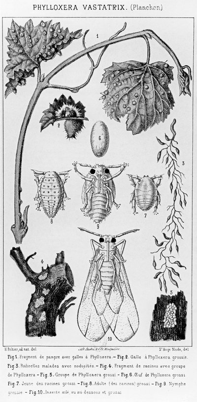 Phylloxera Vastatrix, c. 1850 de French School