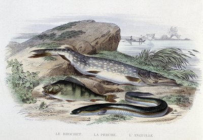 Peces: Le brochet, la perche, l