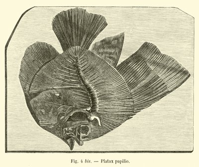 Platax papilio de French School