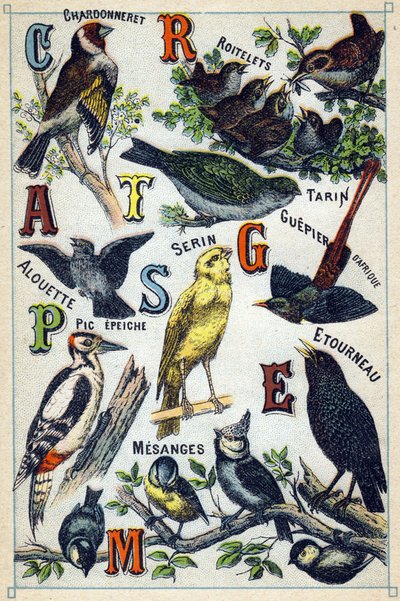 Placa 1: Jilguero, Reyecillos, Tarín, Alondra, Serín, Abejaruco de África, Pájaro carpintero, Estornino, Carboneros. Grabado en "Syllabary alphabet of birds". Serie A. Pellerin et Cie, impresores-editores, Epinal, finales del siglo XIX. Cromolitografías. P de French School