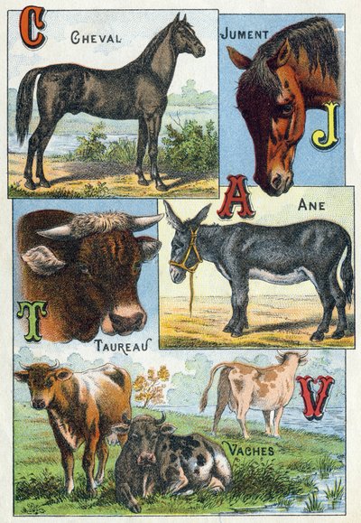 Placa 1: Caballo, Yegua, Tauro, Burro, Vacas. Grabado en “Silabario alfabeto de animales domésticos y de granja”. Serie A. Pellerin et Cie, impresores-editores, Epinal, finales del siglo XIX. de French School