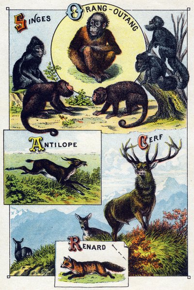 Placa 1: Monos, orangután, Antílope, Ciervo, Zorro. Grabado en "Silabario alfabético de animales salvajes". Serie A. Pellerin et Cie, impresores-editores, Epinal, finales del siglo XIX. Cromolitografías. Pequeño álbum publicitario de 8 páginas que contiene de French School