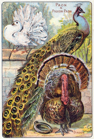 Placa 1: Pavo real y paloma pavo real, Turquía. Grabado en "Silabario alfabeto de aves y reptiles". Serie A. Pellerin et Cie, impresores-editores, Epinal, finales del siglo XIX. Cromolitografías. Pequeño álbum publicitario de 8 páginas que contiene un sila de French School