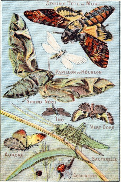 Placa 1: Esfinge de calavera, Mariposa Hop, Esfinge Neri, Ino, Verde dorado, Aurora, Saltamontes, Mariquitas. Grabado en "Alfabeto silábico de mariposas e insectos". Serie A. Pellerin et Cie, impresores-editores, Epinal, finales del siglo XIX. Cromolitogra de French School