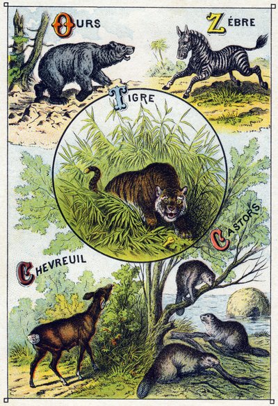 Placa 2: Oso, Cebra, Tigre, Ciervo, Castores. Grabado en "Silabario alfabético de animales salvajes". Serie A. Pellerin et Cie, impresores-editores, Epinal, finales del siglo XIX. Cromolitografías. Pequeño álbum publicitario de 8 páginas que contiene un si de French School