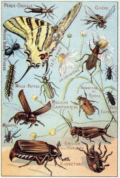 Placa 2: Perforación de orejas, Gupe, Mosca de carne azul, Flambe, Jardinero, Ciempiés, Luciérnaga, Rosa Channeton, Gusano brillante, Mosca, Grillo de campo, Chablets de French School
