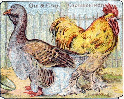 Placa 2: Ganso y gallo cochinchino. Grabado en "Alfabeto silábico de aves y reptiles". Serie A. Pellerin et Cie, impresores-editores, Epinal, finales del siglo XIX. Cromolitografías. Pequeño álbum publicitario de 8 páginas que contiene un silabario y una i de French School