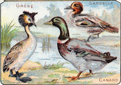 Placa 2: Somormujo, Cerceta, Pato. Grabado en "Syllabary alphabet of birds and reptiles". Serie A. Pellerin et Cie, impresores-editores, Epinal, finales del siglo XIX. Cromolitografías. Pequeño álbum publicitario de 8 páginas que contiene un silabario y un de French School