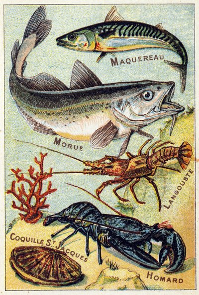 Placa 2: Caballa, Bacalao, Langosta, Concha de San Jacobo, Langosta. Grabado en "Silabario alfabeto de peces marinos y de agua dulce". Serie A. Pellerin et Cie, impresores-editores, Epinal, finales del siglo XIX. Cromolitografías. Pequeño álbum publicitari de French School