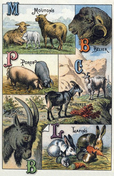 Placa 2: Ovejas, Carnero, Cerdos, Cabras, Conejos. Grabado en "Silabario alfabético de animales domésticos y de granja". Serie A. Pellerin et Cie, impresores-editores, Epinal, finales del siglo XIX. Cromolitografías. Dim: 19.5 x 13.5 cm de French School