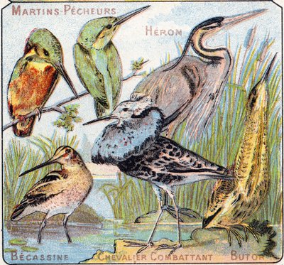 Placa 3: Martín pescador, Garza, Becasina, Caballero luchador, Avetoro. Grabado en "Alfabeto silábico de aves y reptiles". Serie A. Pellerin et Cie, impresores-editores, Epinal, finales del siglo XIX. Cromolitografías. Pequeño álbum publicitario de 8 págin de French School