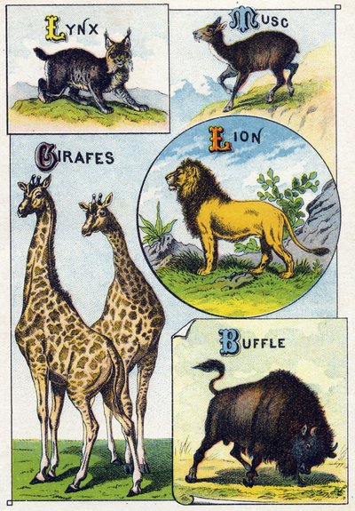 Placa 3: Lince, Almizcle, Jirafas, León, Búfalo. Grabado en "Alfabeto silábico de animales salvajes" de French School