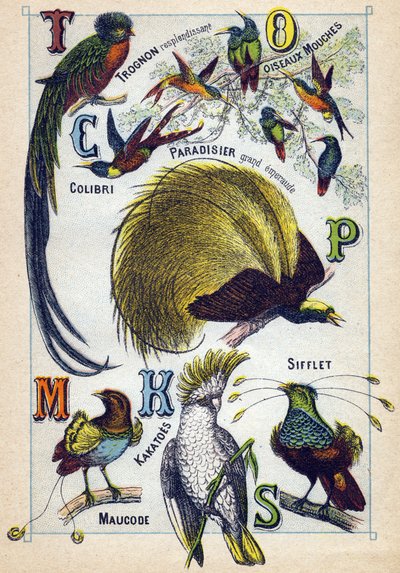 Placa 3: Núcleo brillante, Pájaros mosca, Colibrí, Paraíso Esmeralda, Cacatúas, Silbato, Maucode. Grabado en "Silabario alfabeto de aves". Serie A. Pellerin et Cie, impresores-editores, Epinal, finales del siglo XIX. Cromolitografías. Pequeño álbum publici de French School