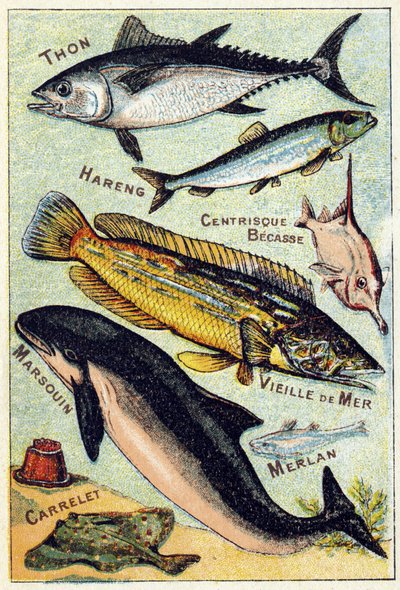 Placa 3: Atún, Arenque, Pico céntrico, Viejo Mar, Marsopa, Bacaladilla, Teja. Grabado en "Silabario alfabeto de peces marinos y de agua dulce". Serie A. Pellerin et Cie, impresores-editores, Epinal, finales del siglo XIX. Cromolitografías. Pequeño álbum pu de French School