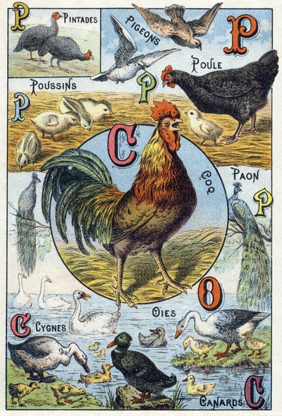 Placa 3: gallinas de Guinea, palomas, pollitos, gallina, gallo, pavo real, cisnes, gansos, patos. Grabado en "Alfabeto silábico de animales domésticos y de corral" de French School