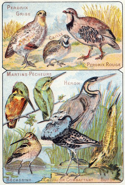 Placa 3 superior: Perdiz gris, Codorniz, Perdiz roja. Inferior: Martín pescador, Garza, Becasina, Caballero luchador, Avetoro. Grabado en "Alfabeto silábico de aves y reptiles". Serie A. Pellerin et Cie, impresores-editores, Epinal, finales del siglo XIX.  de French School