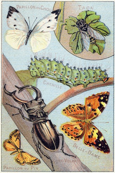 Placa 4: Mariposa de col, Tábano, Oruga, Bella-dama, Cometa, Mariposa de pino. Grabado en "Syllabary alphabet of butterflies and insects". Serie A. Pellerin et Cie, impresores-editores, Epinal, finales del siglo XIX. Cromolitografías. Pequeño álbum publici de French School