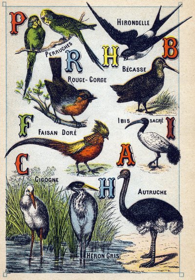 Placa 4: Periquitos, Golondrina, Garganta Roja, Haya, Faisán Dorado, Ibis Sagrado, Cigüeña, Avestruz, Garza Gris. Grabado en "Silabario alfabeto de aves". Serie A. Pellerin et Cie, impresores-editores, Epinal, finales del siglo XIX. Cromolitografías. Peque de French School