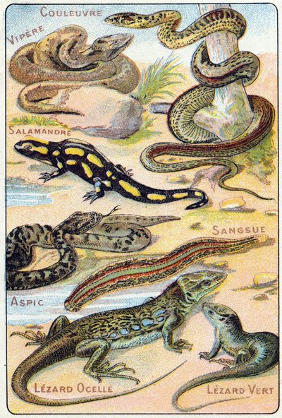 Placa 4: Serpiente, Víbora, Salamandra, Áspid, Sanguijuela, Lagarto ocelado, Lagarto verde. Grabado en "Alfabeto silábico de aves y reptiles". Serie A. Pellerin et Cie, impresores-editores, Epinal, finales del siglo XIX. Cromolitografías. Pequeño álbum pub de French School