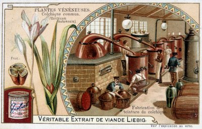 Plantas venenosas: colchico común y fabricación de tintura de colchico - cromo. Liébig, finales del siglo XIX de French School