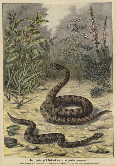 Serpientes y plantas venenosas de French School