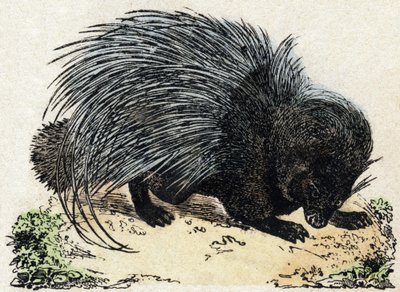 Puercoespín. Grabado en "Alphabet des animaux sauvages". 9ª Serie. Imaginería de Epinal, Pellerin, impresor-editor, circa 1870. Grabados en madera, estarcidos. 16 páginas. Dim: 20 x 15 cm. Colección privada de French School