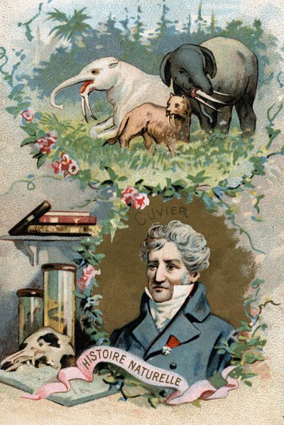 Retrato del Barón Georges Cuvier, zoólogo y paleontólogo francés, fundador de la anatomía comparada. Cromolitografía del siglo XIX de French School