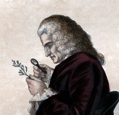 Retrato de Bernard de Jussieu (1699-1777), naturalista francés de French School