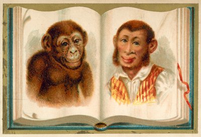 Retratos de un simio y un hombre de French School
