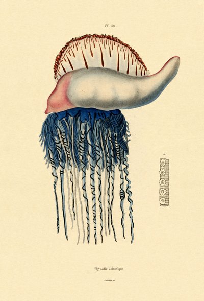 Carabela portuguesa, 1833-39 de French School