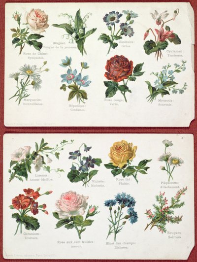Postales que representan el lenguaje y significado de las flores, c.1905 de French School