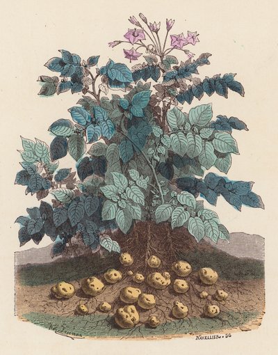 Planta de patata (grabado en color) de French School