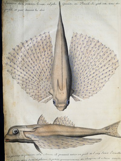 Perfil y dorso de pez alado, Isla Grande, Brasil, acuarela del cuaderno de bitácora de Jacques Gouin de Beauchesne (1652-1730), capitán de la Compagnie royale de la Mer du Sud, de 1698 a 1701, Francia de French School