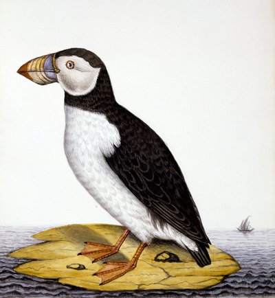Frailecillo, marmon fratercula, c.1840 de French School
