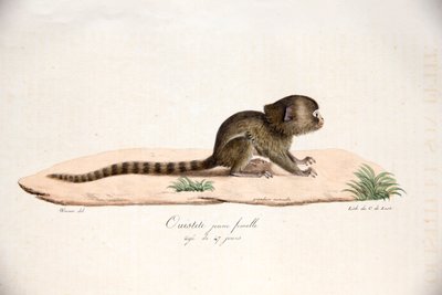 Tití pigmeo, de Histoire Naturelle des Mammifères, con figuras originales, por Étienne Geoffroy Saint-Hilaire y Frédéric Cuvier, 1824-42 de French School