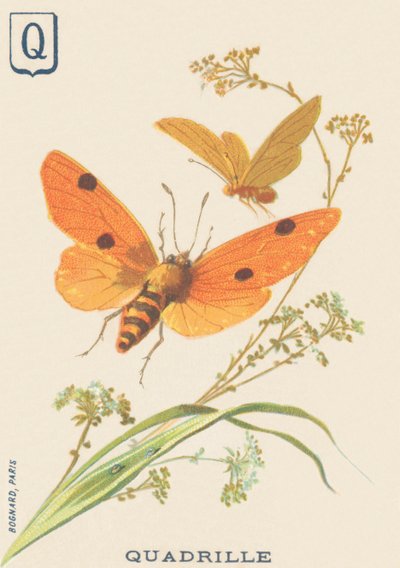 Q: Quadrille (Lithosia quadra o Lithosie quadrille) de French School